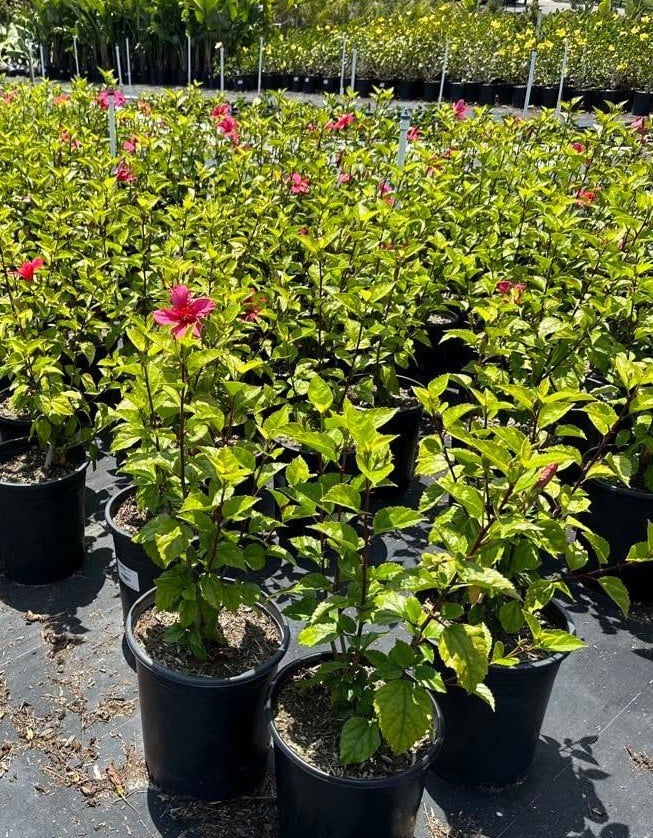 Photo for Hibiscus rosa-sinensis (Red) (Red Hibiscus)