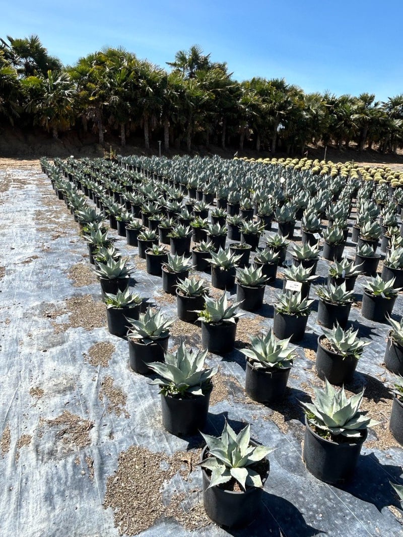 Photo for Agave ovatifolia 'Frosty Blue' (Frosty Blue Whale's Tongue Agave)