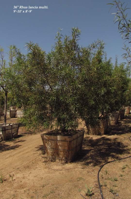 Photo for Rhus lancea (Multi) (African Sumac)