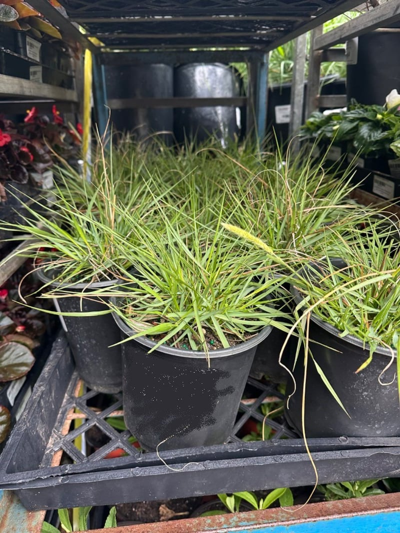 Photo for Pennisetum spathiolatum (Slender Veldt Grass)