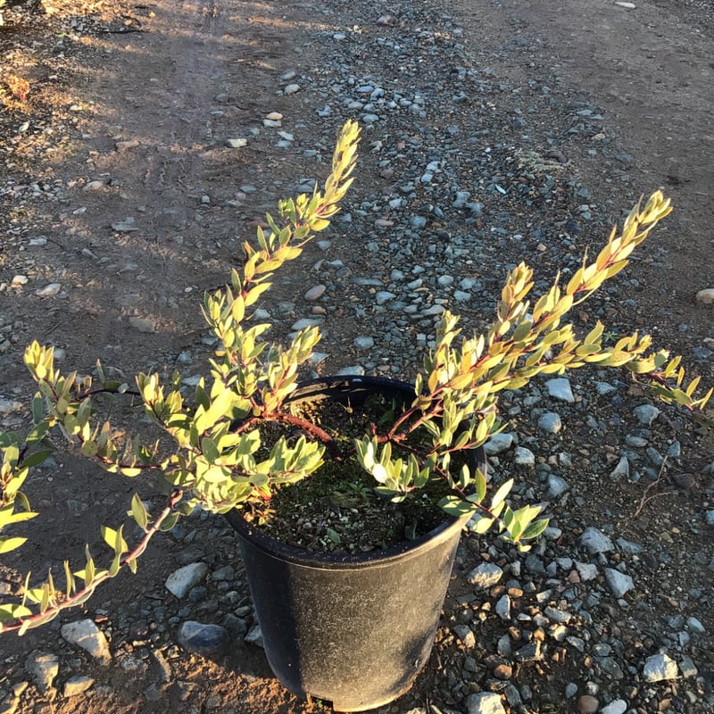 Photo for Arctostaphylos ‘Pacific Mist’ (Pacific Mist Manzanita)
