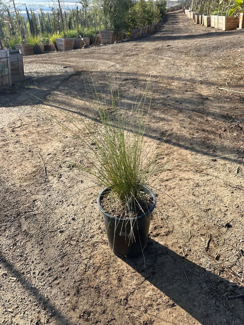 Photo for Muhlenbergia capillaris 'Regal Mist' (Gulf Muhly)