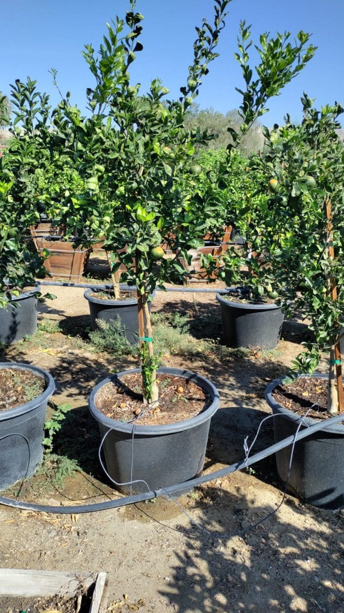 Photo for Citrus reticulata 'Tango' (Tango Mandarin)
