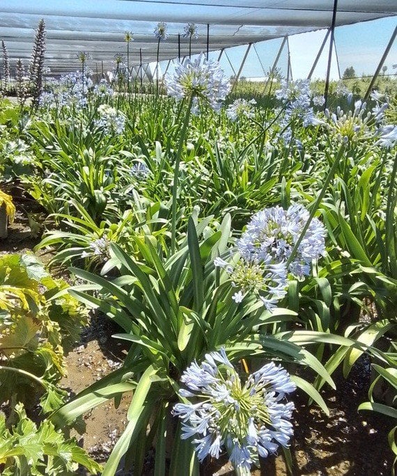Photo for Agapanthus 'Storm Cloud' (Dark Blue Agapanthus)
