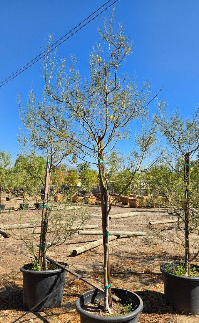 Photo for Cercidium x 'Desert Museum' (Standard) (Desert Museum Palo Verde)
