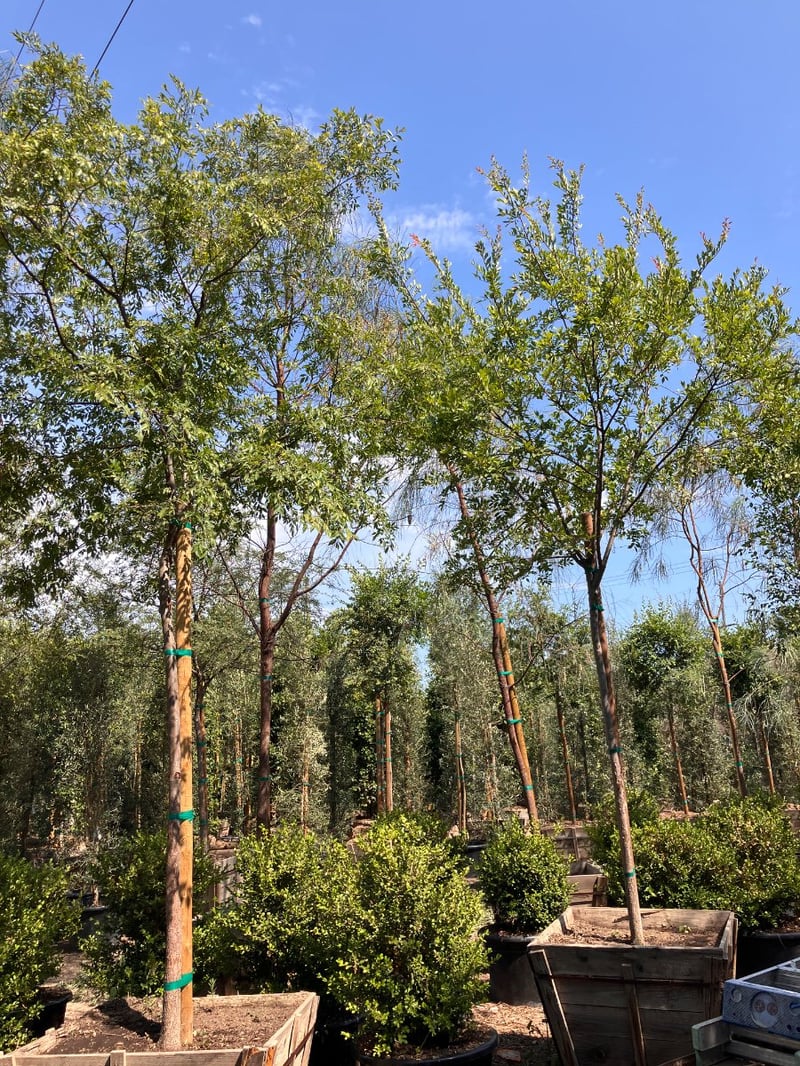 Photo for Ulmus parviflora 'True Green' (True Green Chinese Elm)