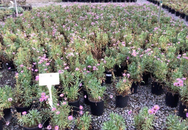 Photo for Erigeron glaucus (Seaside Daisy)