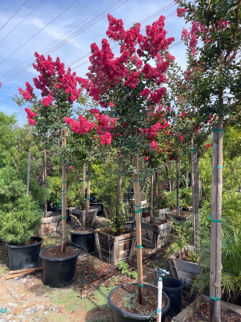 Photo for Lagerstroemia indica x fauriei 'Tuscarora' (Tuscarora Crape Myrtle)