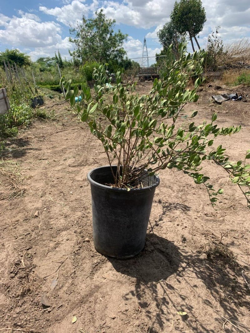 Photo for Simmondsia chinensis (Jojoba)