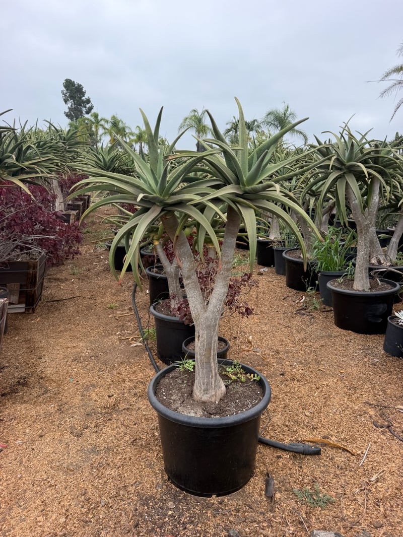 Photo for Aloe 'Hercules' (Standard) (Hercules Aloe)