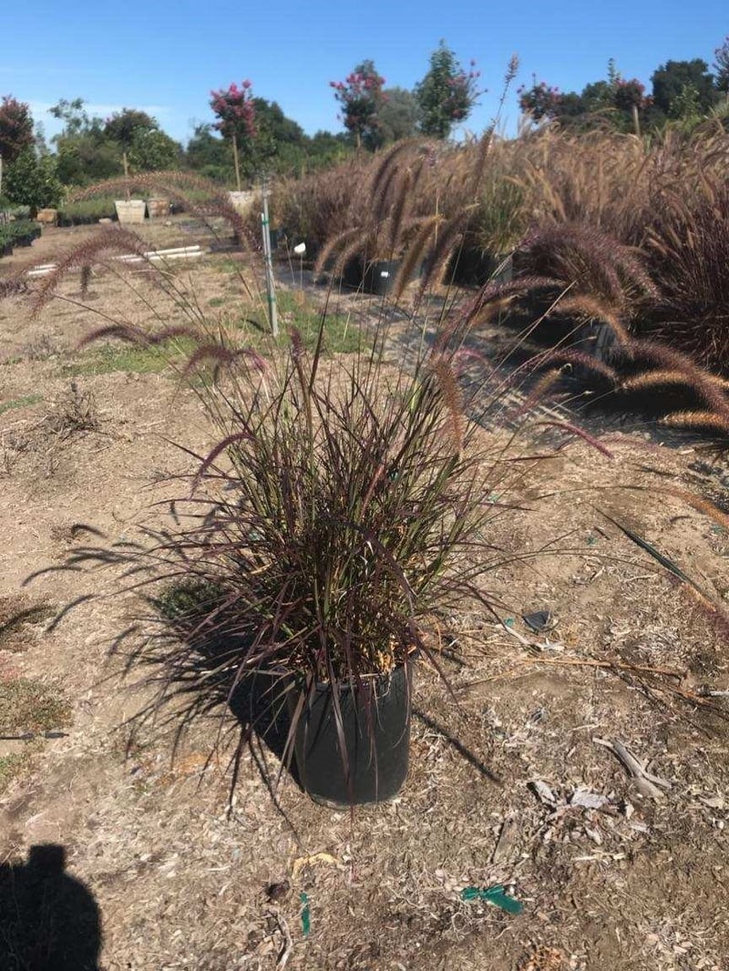 Photo for Pennisetum setaceum 'Rubrum' (Purple Fountain Grass)