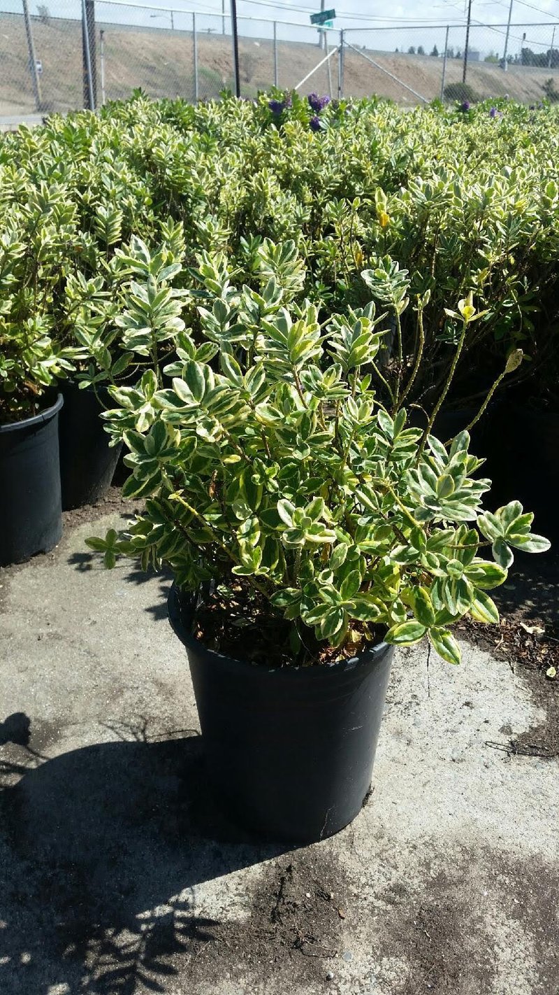 Photo for Hebe 'Variegata' (Variegated Hebe)