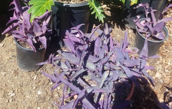 Photo for Tradescantia pallida 'Purpurea' (Purple Heart, Purple Queen)