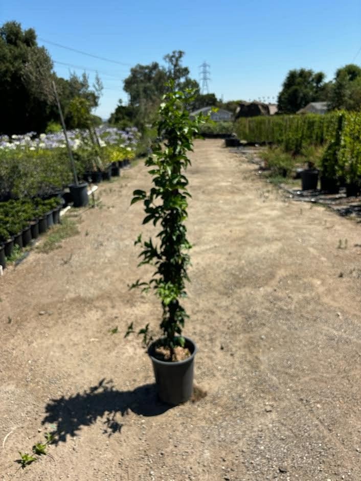 Photo for Distictis 'Rivers' (Royal Trumpet Vine)