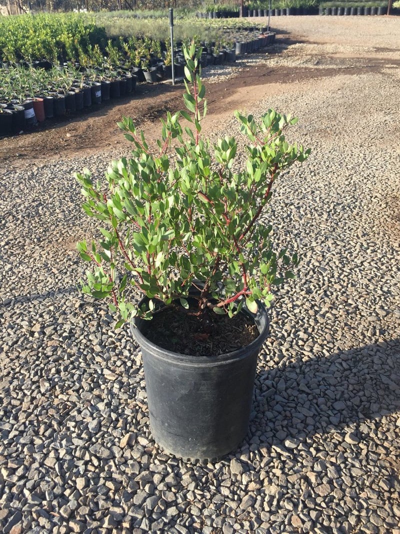 Photo for Arctostaphylos densiflora 'Howard Mcminn' (Howard McMinn Manzanita)