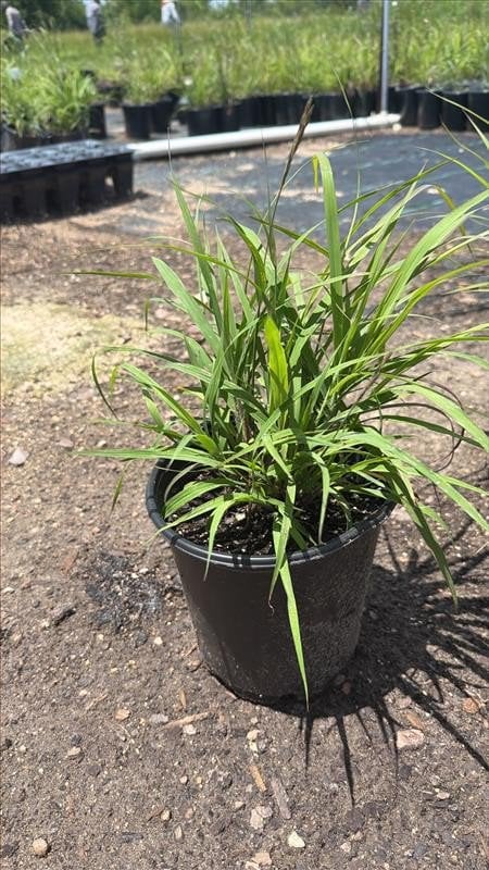 Photo for Andropogon gerardii  (Big Bluestem)