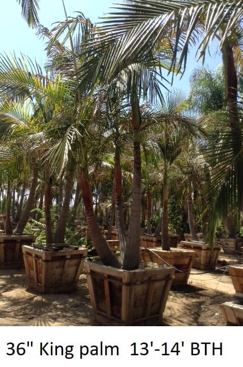 Photo for Archontophoenix cunninghamiana (Multi) (King Palm (Multi))