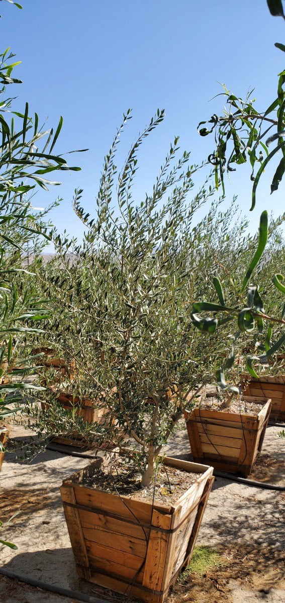 Photo for Olea europaea 'Fruitless' (Fruitless Olive)