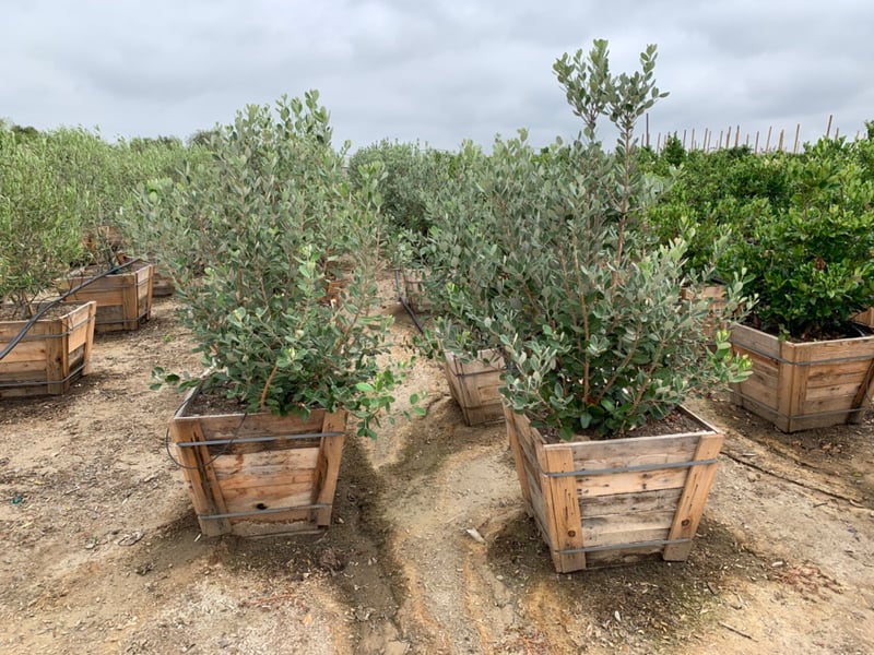 Photo for Feijoa sellowiana (Pineapple Guava)