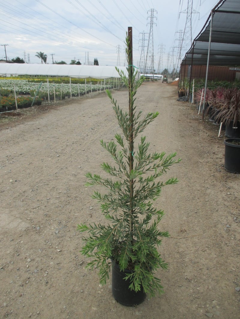 Photo for Callistemon viminalis 'Slim' (Slim Bottle Brush)
