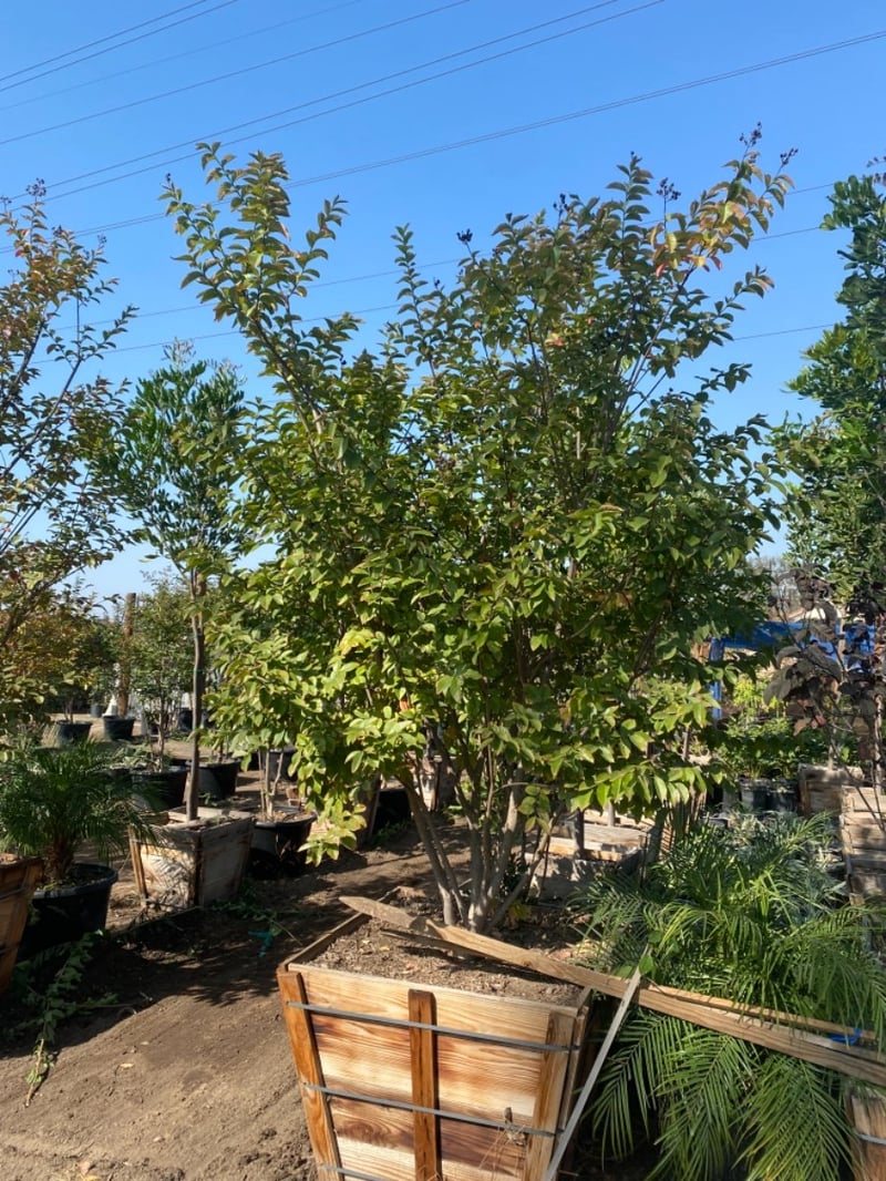 Photo for Lagerstroemia indica (Pink) (Multi) (Pink Crape Myrtle)