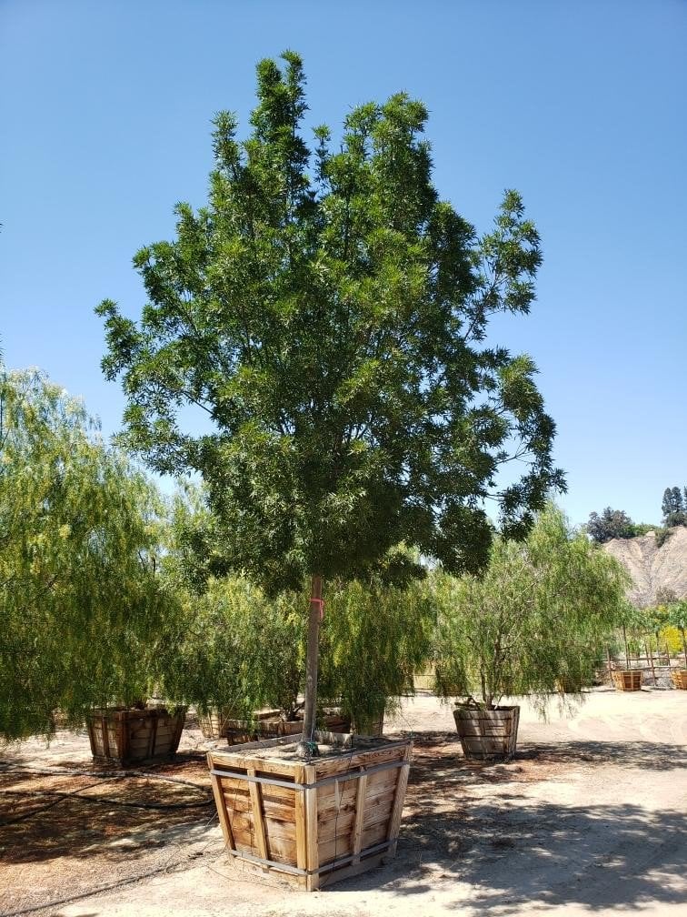 Photo for Fraxinus angustifolia oxycarpa ‘Raywood’ (Standard) (Raywood Ash)