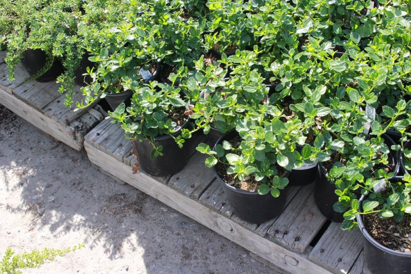Photo for Ceanothus griseus horizontalis (Carmel Creeper, Wild Lilac)