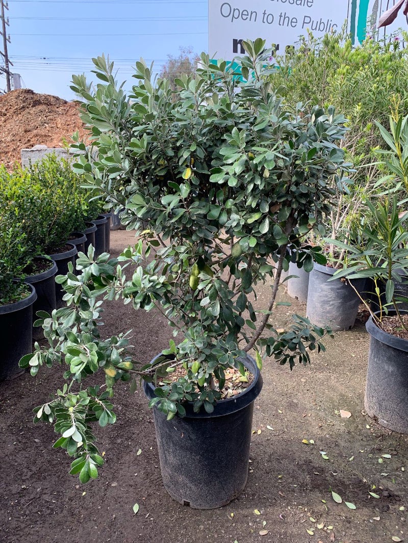 Photo for Pittosporum crassifolium (Karo)