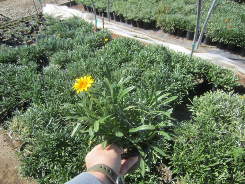 Photo for Gazania 'Trailing Yellow' (Trailing Yellow Gazania)