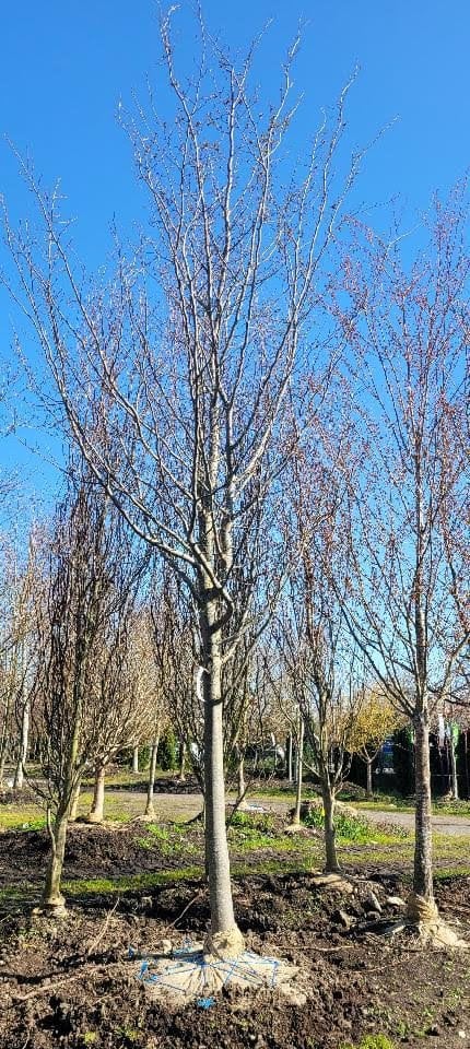 Photo for Parrotia persica 'Vanessa'  (Vanessa Ironwood)