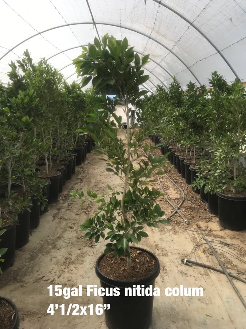 Photo for Ficus nitida (Multi) (Indian Laurel)