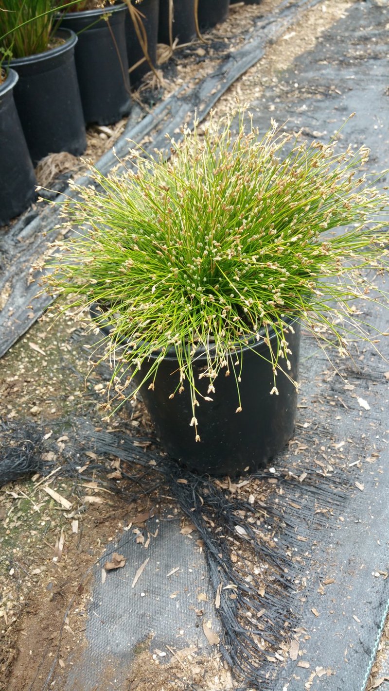 Photo for Scirpus californicus (California Bulrush)