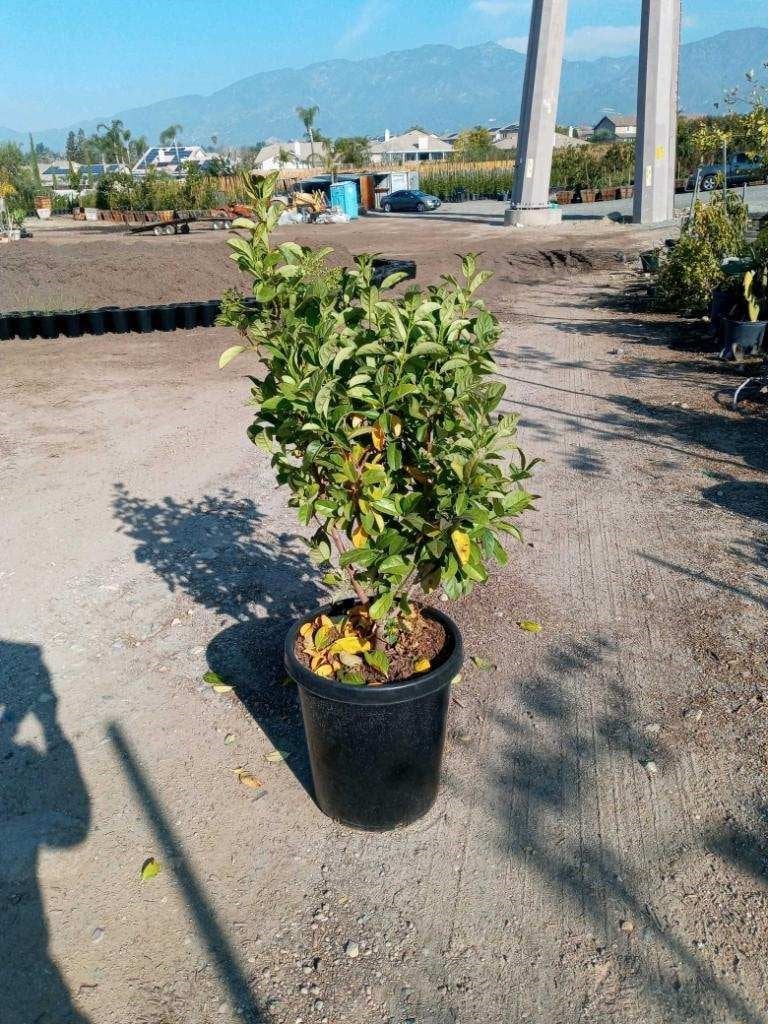 Photo for Viburnum japonicum (Japanese Viburnum )