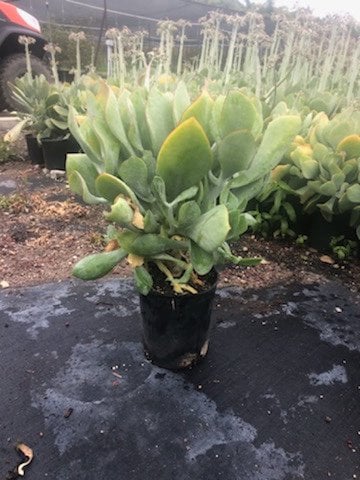 Photo for Cotyledon orbiculata (Finger Aloe, Grey Sticks, Chalk Fingers)