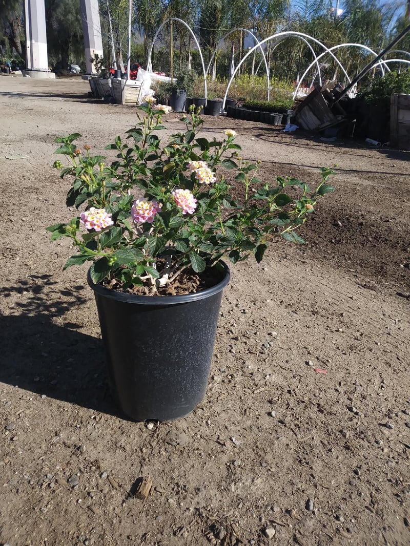 Photo for Lantana camara 'Moni' (Confetti Lantana)