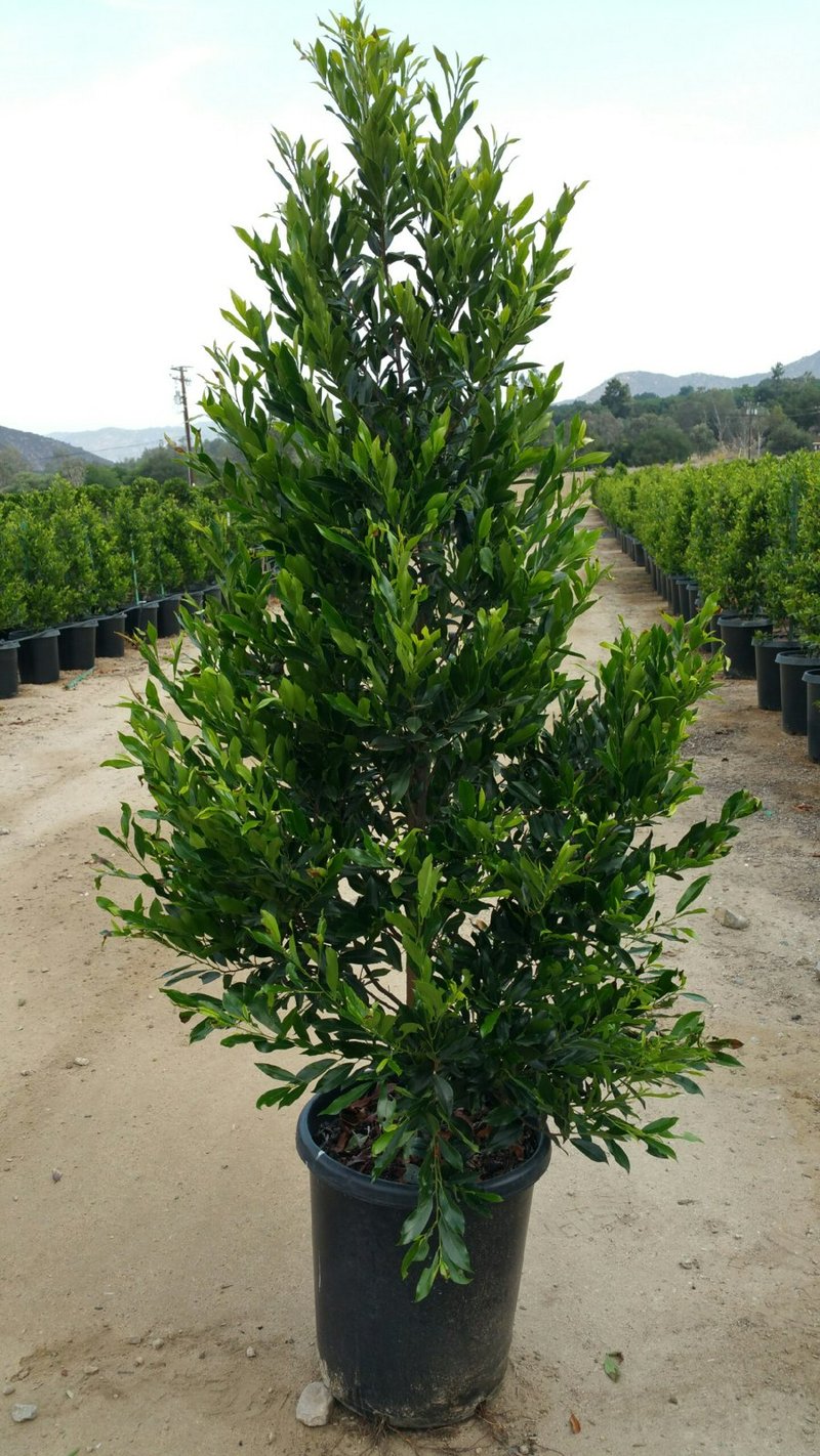 Photo for Prunus caroliniana 'Compacta' (Compact Carolina Cherry Laurel)