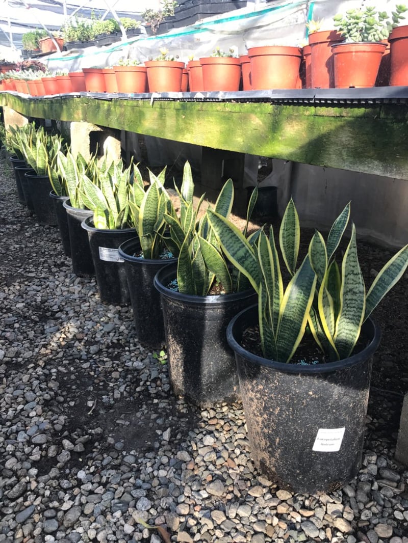 Photo for Sansevieria trifasciata 'Laurentii' (Striped Mother-in-law's Tongue)