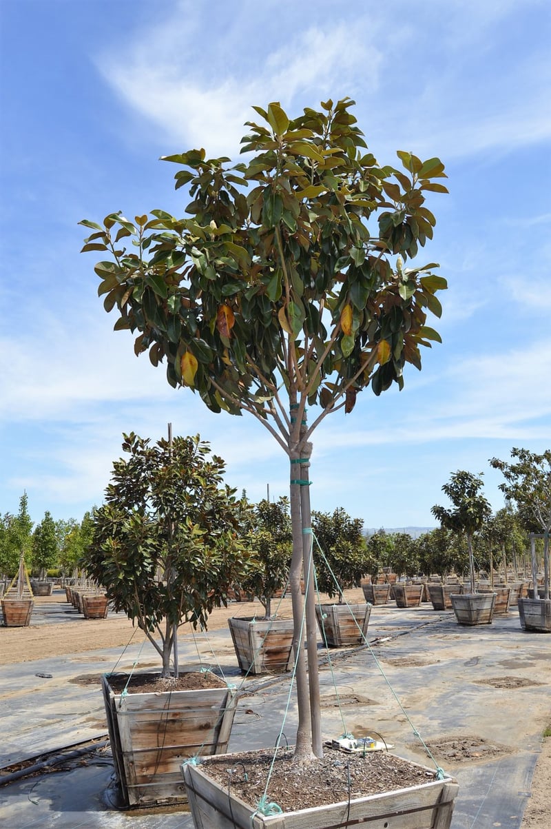 Photo for Magnolia grandiflora 'Saint Mary' (Saint Mary Southern Magnolia)