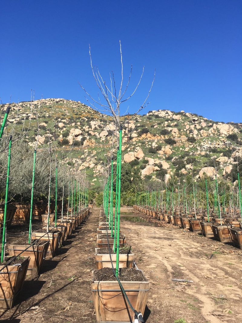 Photo for Platanus racemosa (California Sycamore)