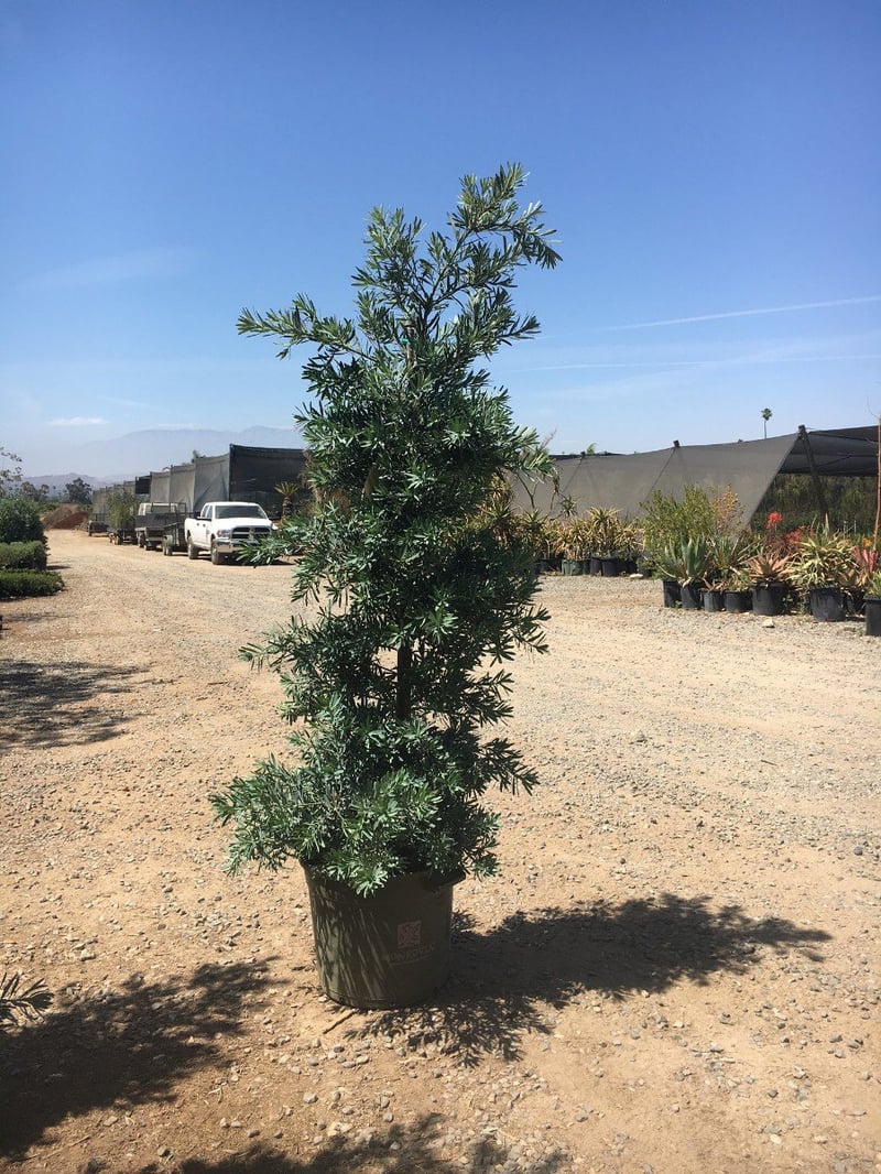 Photo for Podocarpus elongatus 'Monmal' (Column) (Icee Blue Yellow-Wood)