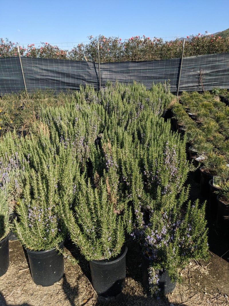 Photo for Rosmarinus officinalis 'Barbeque' (Barbeque Rosemary)