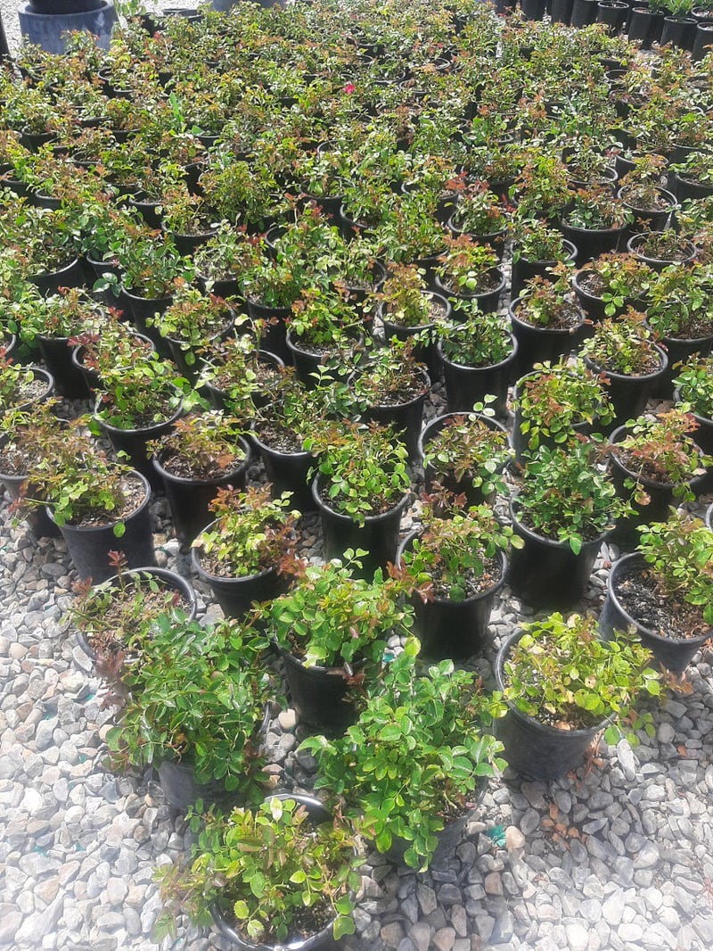 Photo for Rosa x 'Noare' (Flower Carpet Red Groundcover Rose)