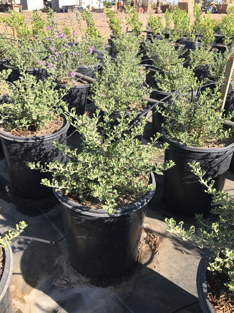Photo for Leucophyllum langmaniae 'Rio Bravo' (Rio Bravo Texas Ranger)