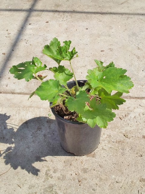 Photo for Heuchera maxima (Island Alum Root)