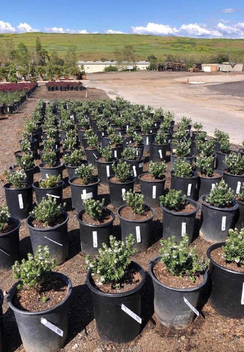 Photo for Westringia fruticosa 'Grey Box' (Grey Box Dwarf Coast Rosemary)