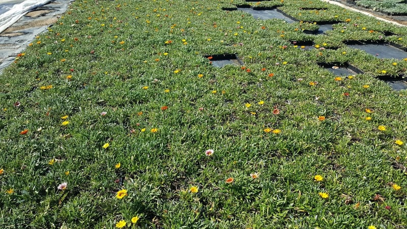 Photo for Gazania (clumping variety, mixed color) (Gazania)