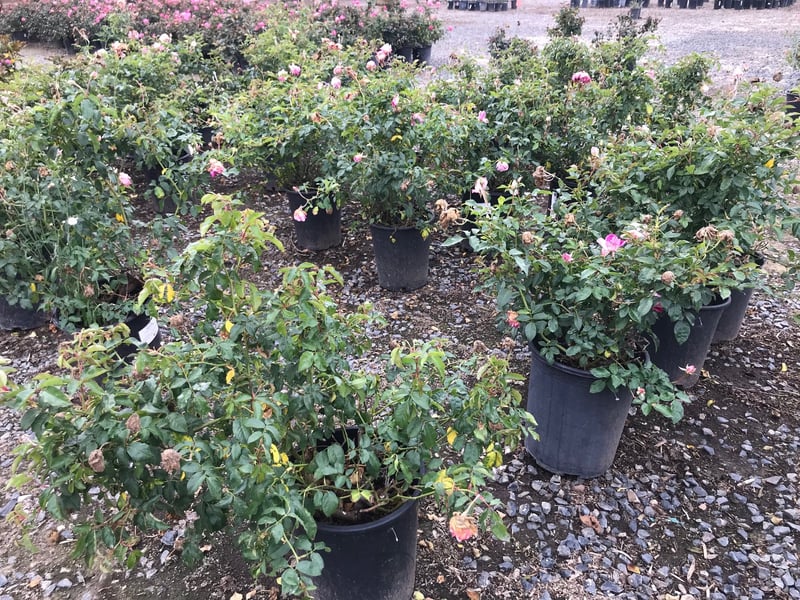 Photo for Rosa 'Brilliant Pink Iceberg' (Brilliant Pink Iceberg Shrub Rose)