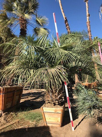 Photo for Butia capitata (Jelly Palm)
