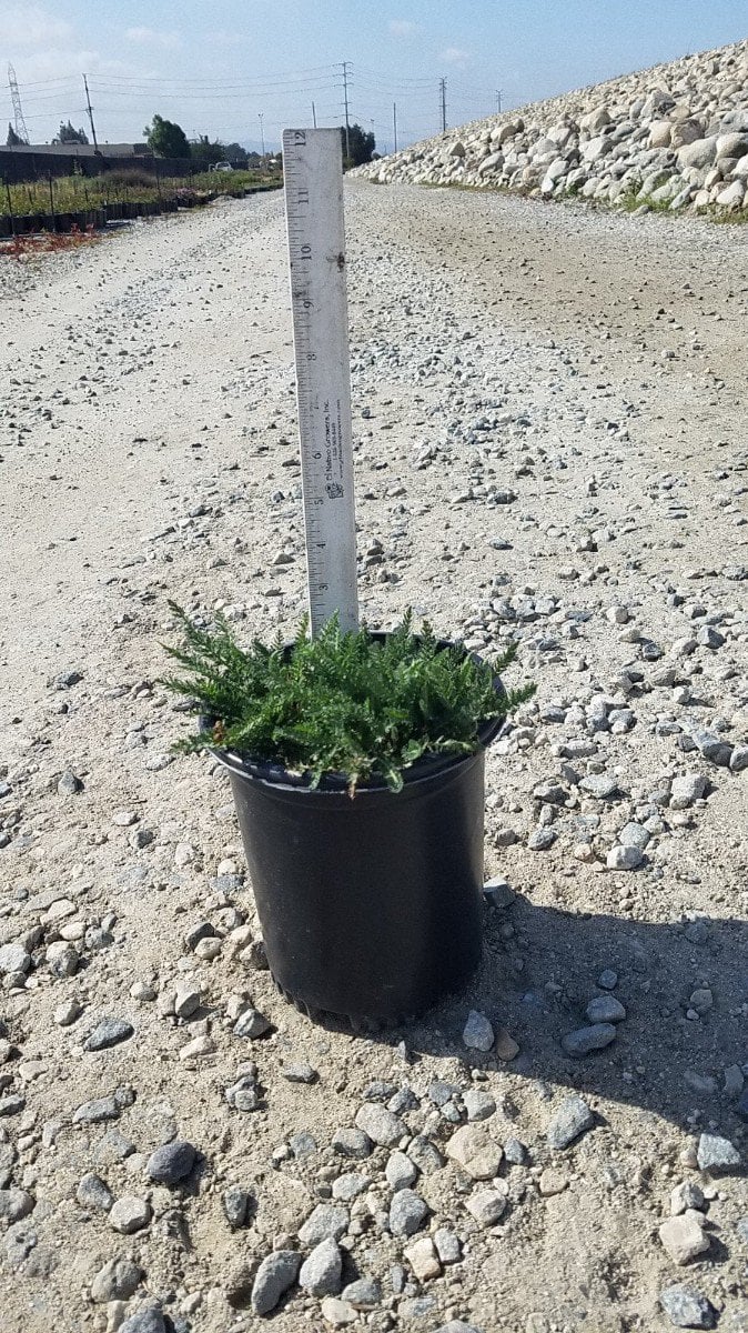Photo for Achillea millefolium 'Terracotta' (Terracotta Common Yarrow)