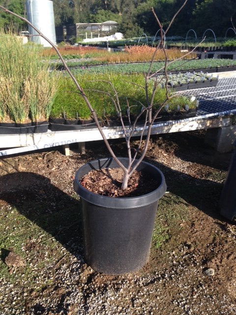 Photo for Cercis occidentalis (Multi) (Western Redbud)